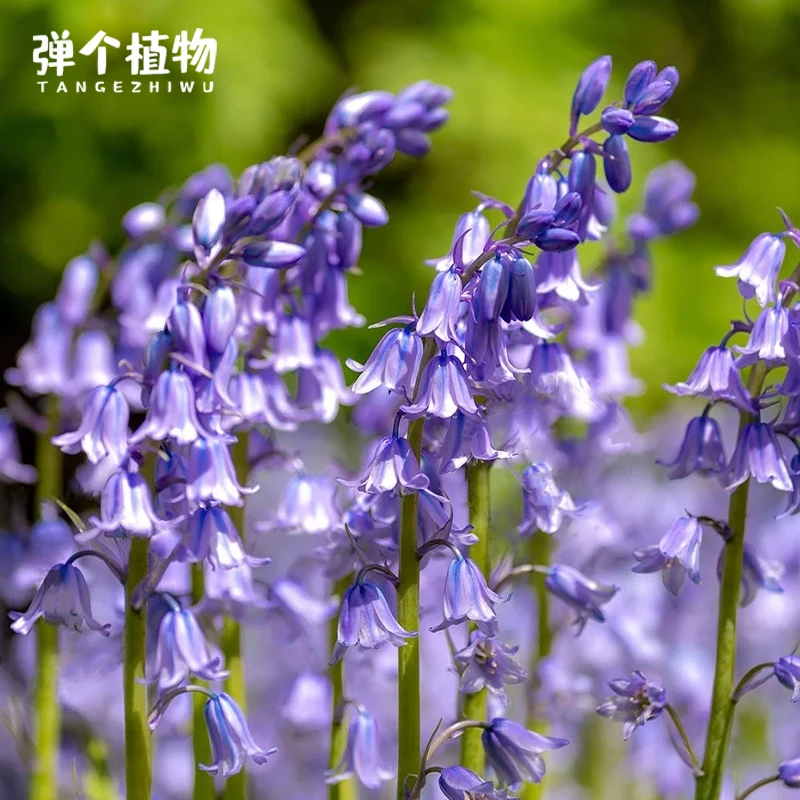 弹个植物进口蓝铃花小球根多年生种球耐寒阳台庭院开花现货