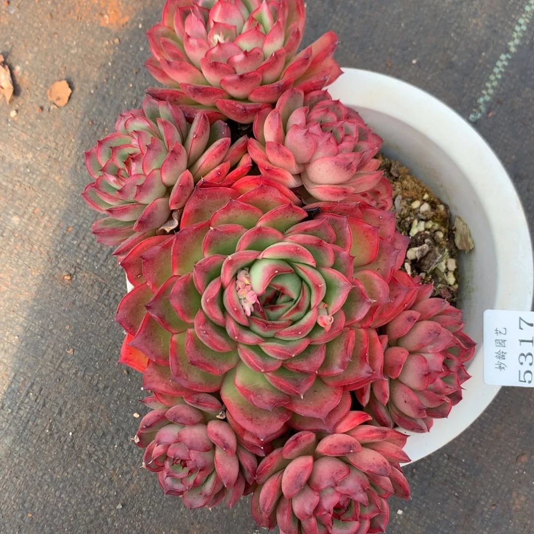 5317杂交精品基地22厘米