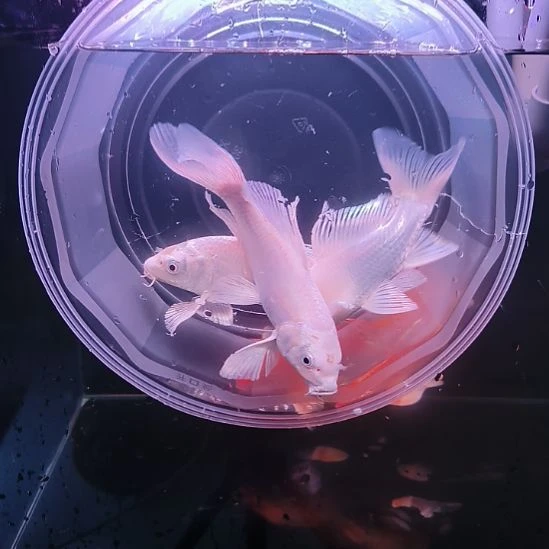 海水鱼白色普身蝴蝶鲤