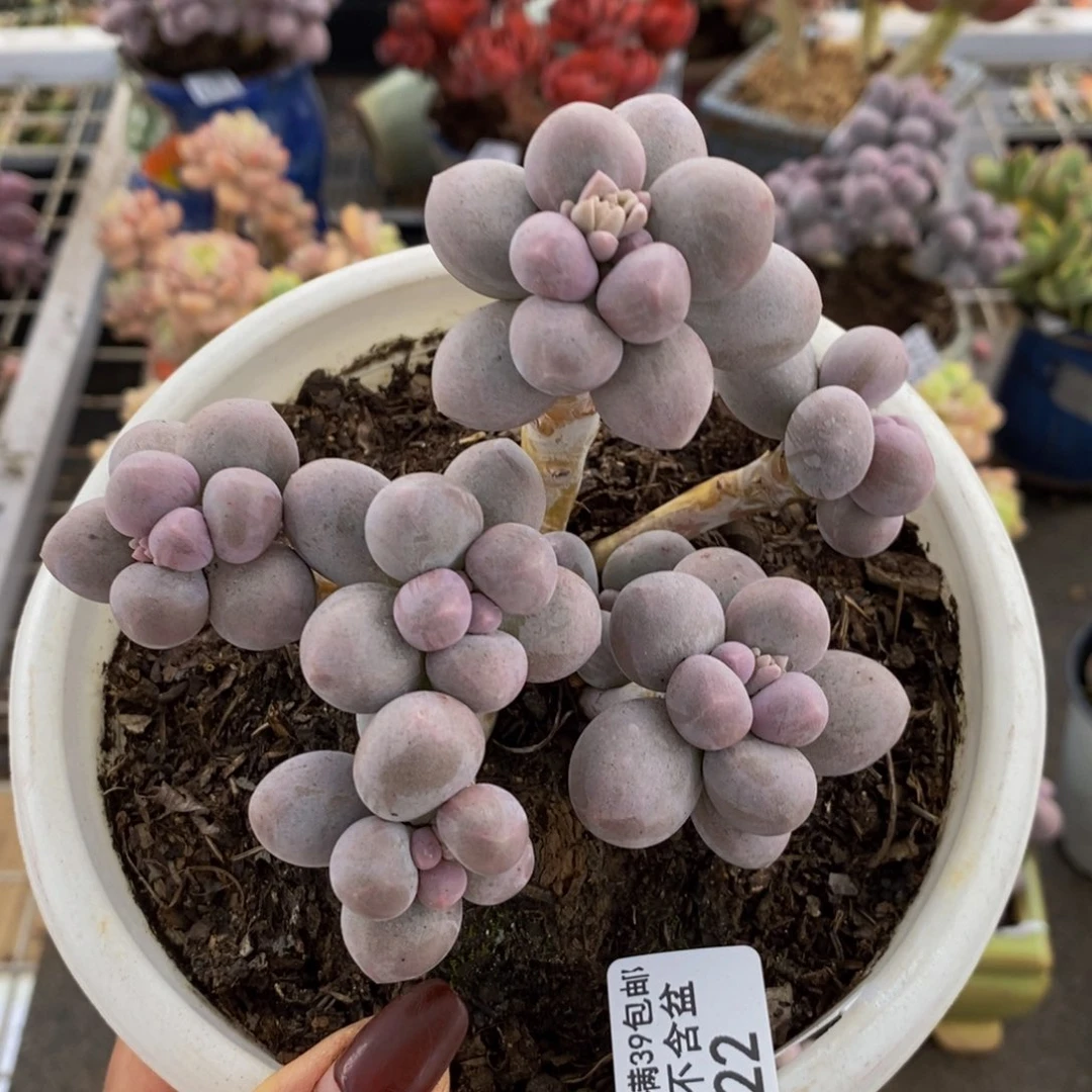 香水手指322/10c m