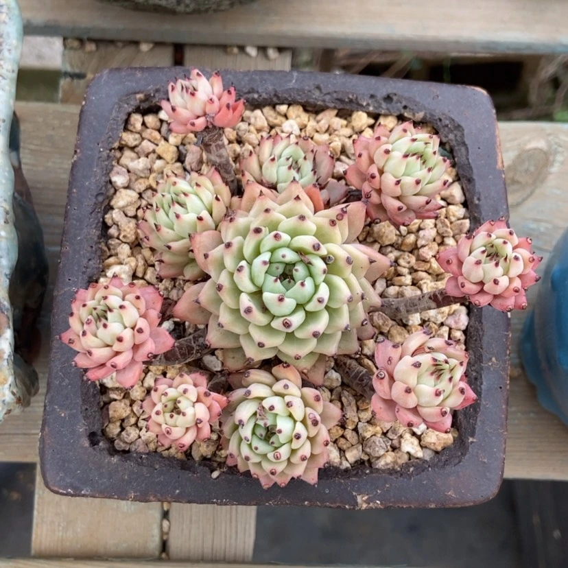 【闪购商品】绿爪无砍