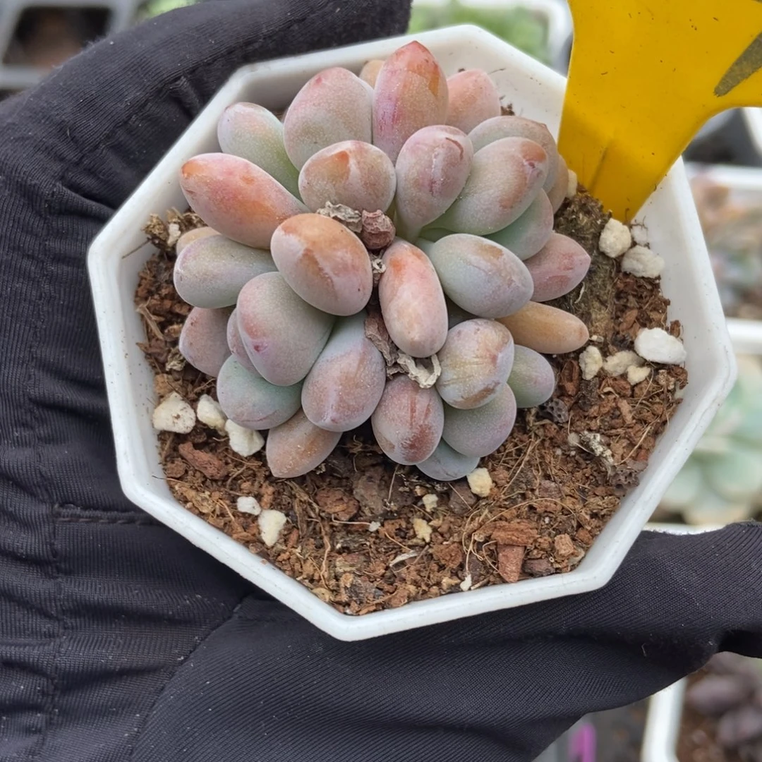 854粉兔多肉植物多肉