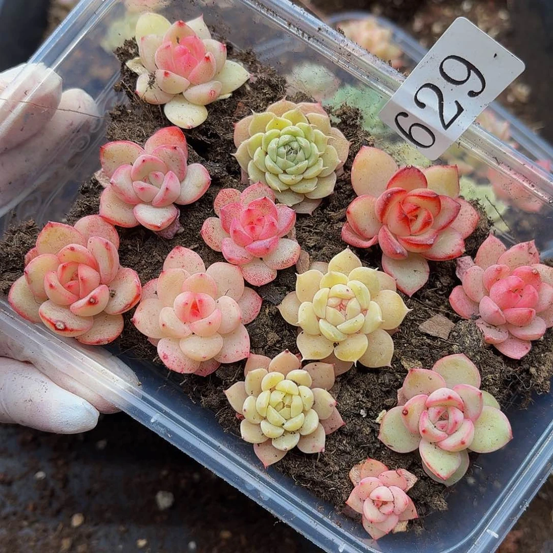 多肉植物多肉植物629