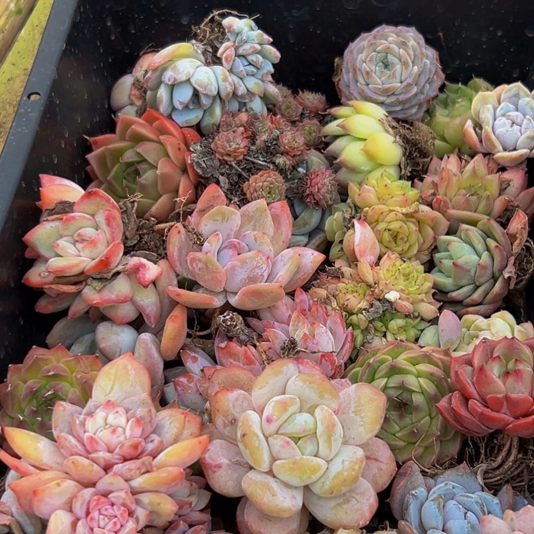 088多肉葡萄的味道是真的