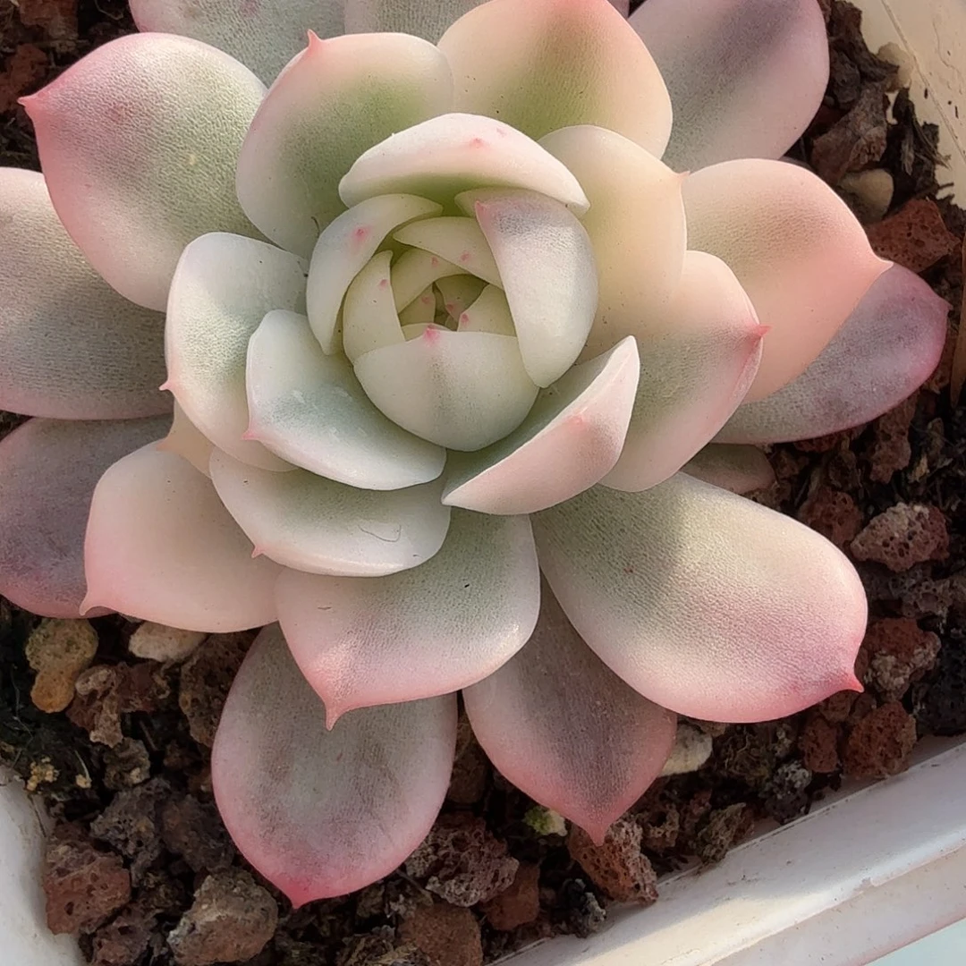 粉水晶锦，多肉植物