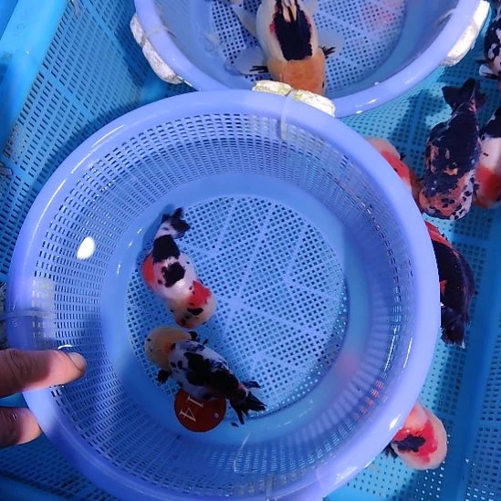 无***彩金鱼114兰寿两只特价顺丰包邮