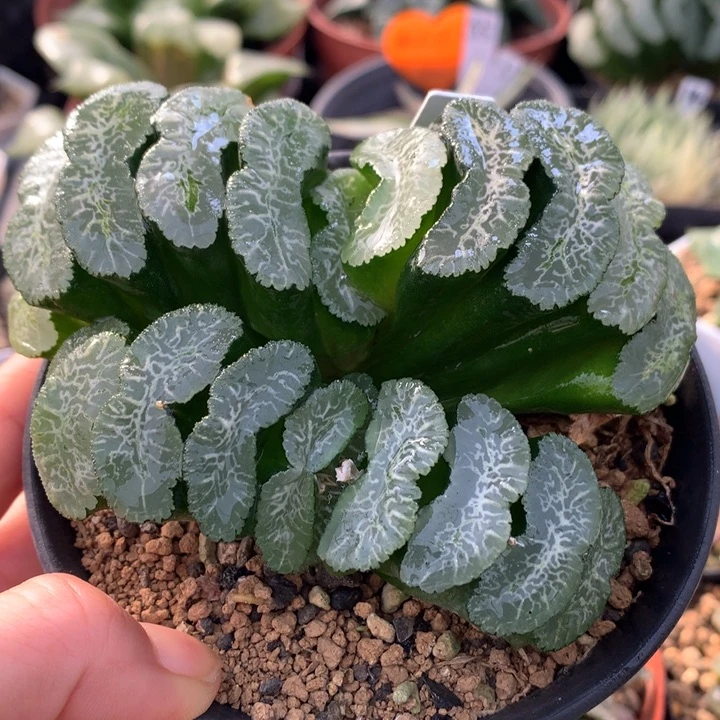 实生玉扇，带盆发货