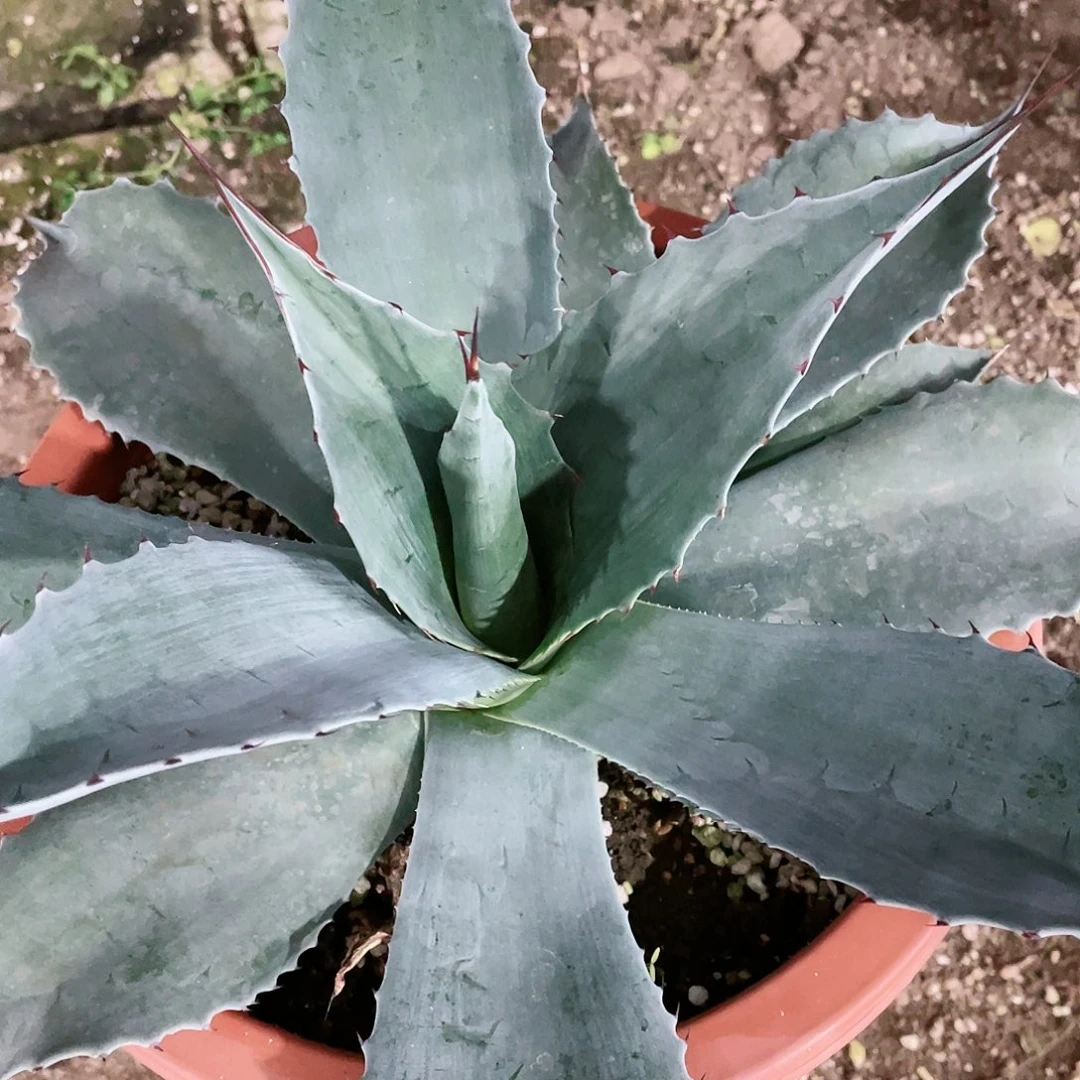 c****6圆叶鲸鱼舌龙舌兰