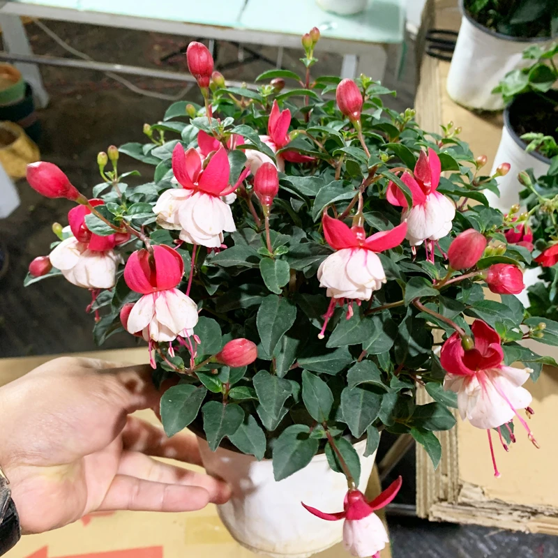 倒挂金钟盆栽花卉灯笼花室内花苗吊钟四季开花宝莲灯阳台