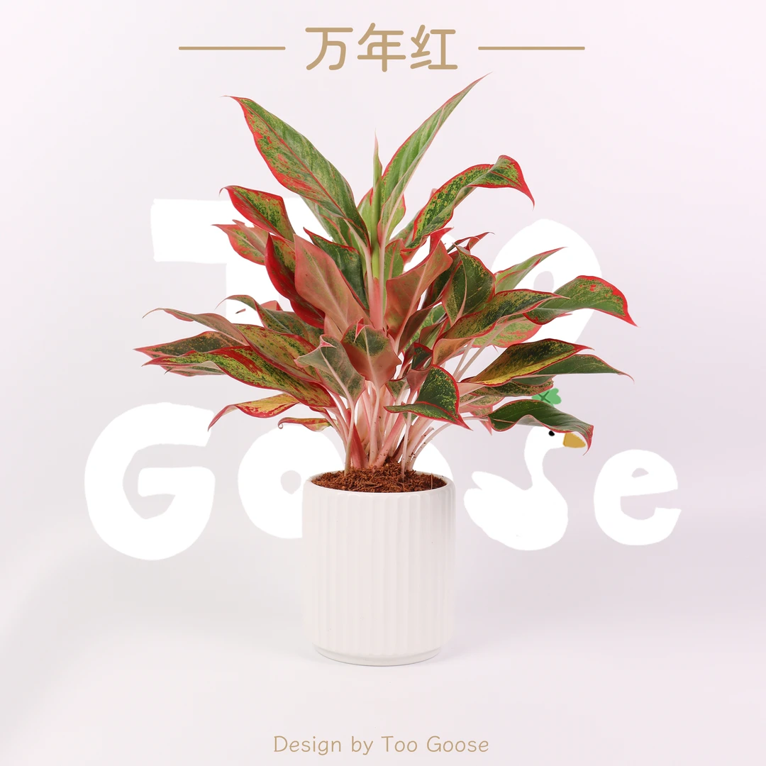 【呆鹅家-万年红】彩叶绿植盆栽植物室内好养客厅净化空气办公室