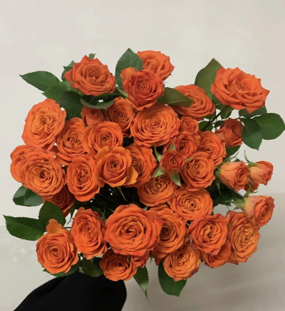 （曼）多头长腿橙色芭比8支➕2支防损鲜花任意满两单包邮