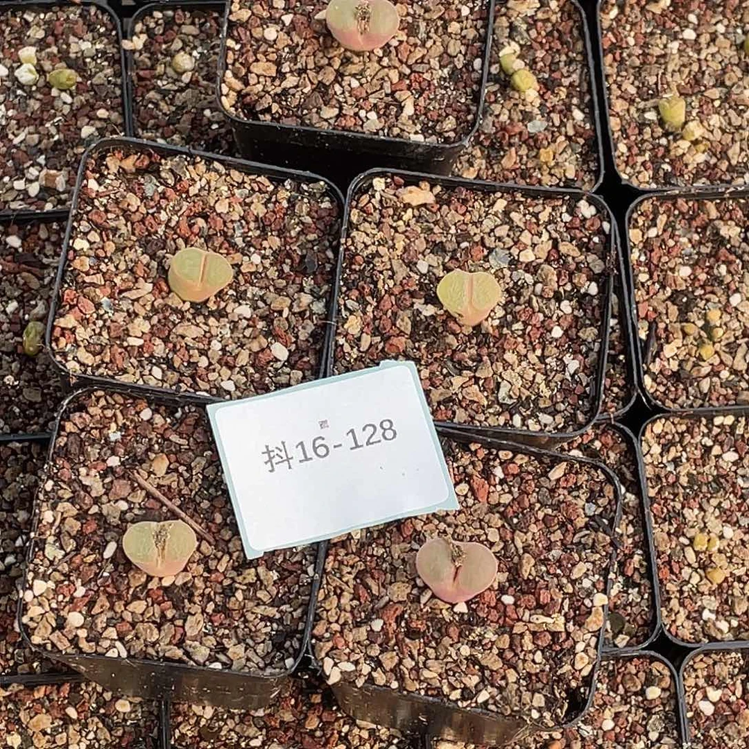 Y***O16-128肉锥多肉植物