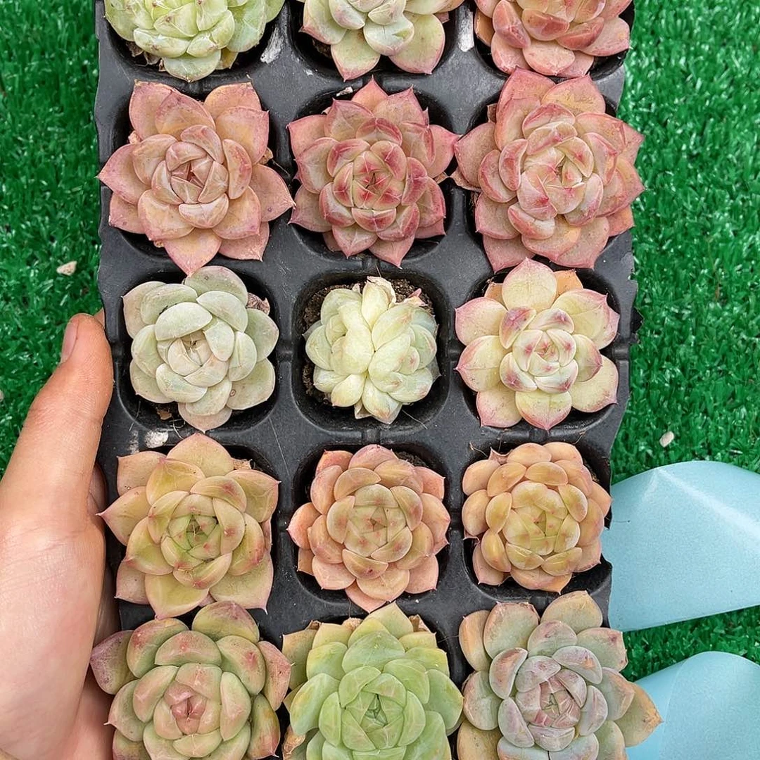 精品多肉一物一拍14-140