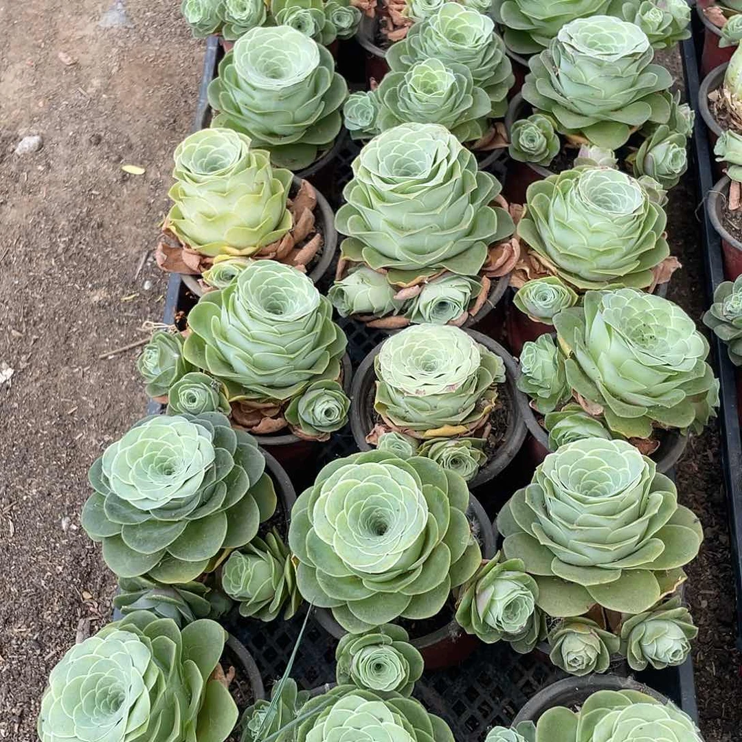 山地玫瑰3颗框里的不售后量拍