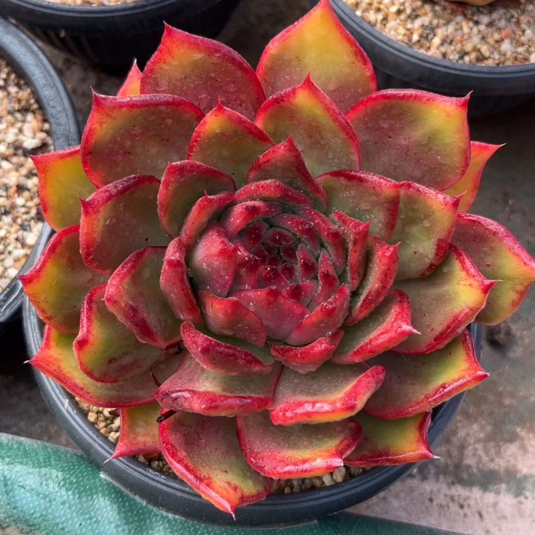 多肉一物一拍0118-超级克隆