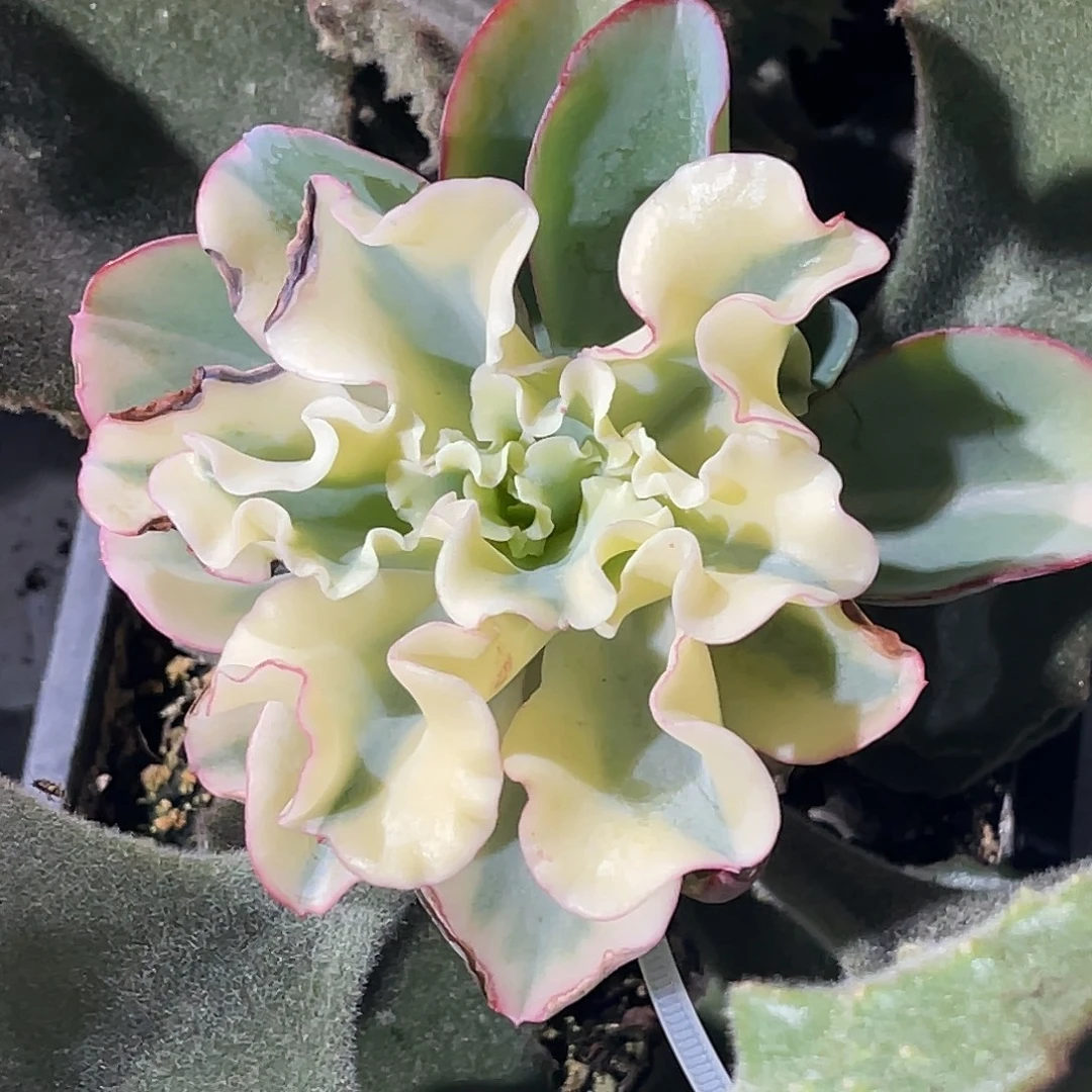 尚品园艺福利锦水瓶座头盖