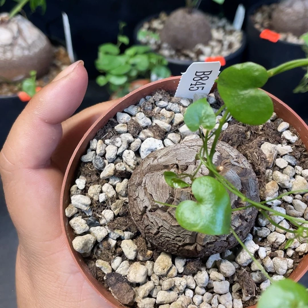 龟甲龙845号不退换