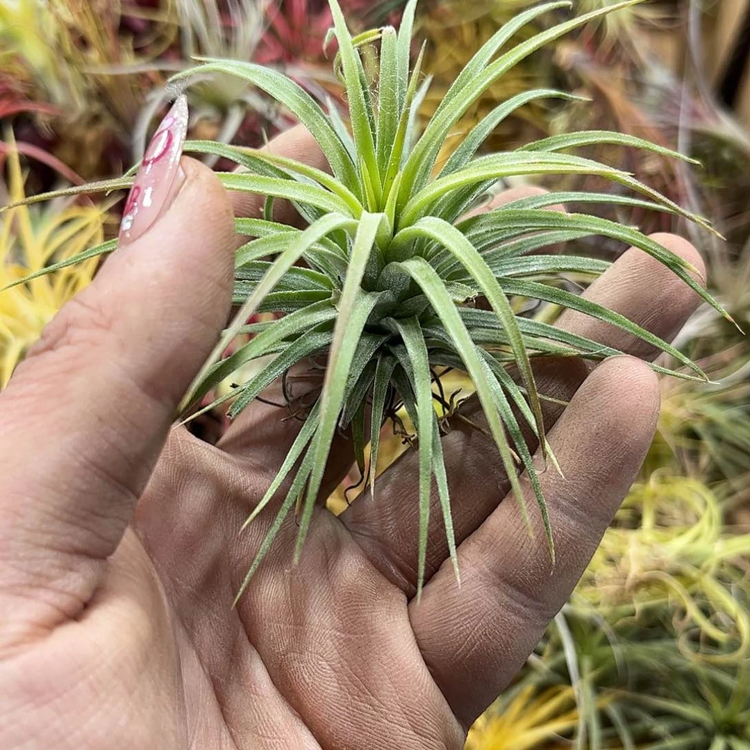 绿精灵单头发货有根