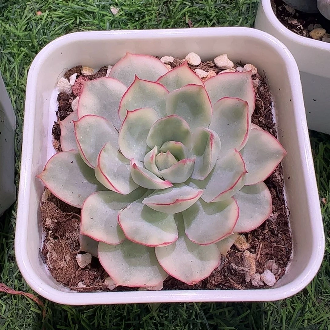 侧影锦多肉植物锦