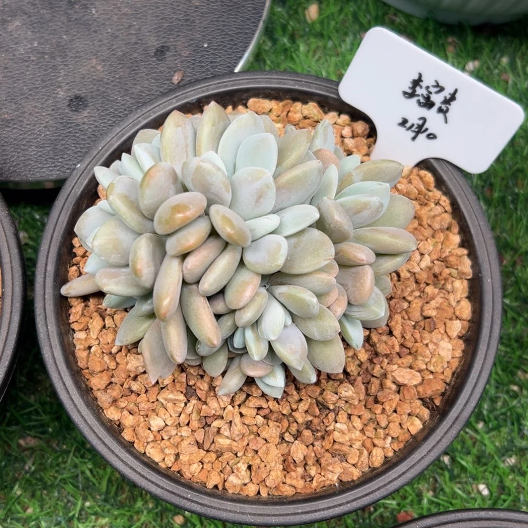 一物一拍链接，李富贵寄养