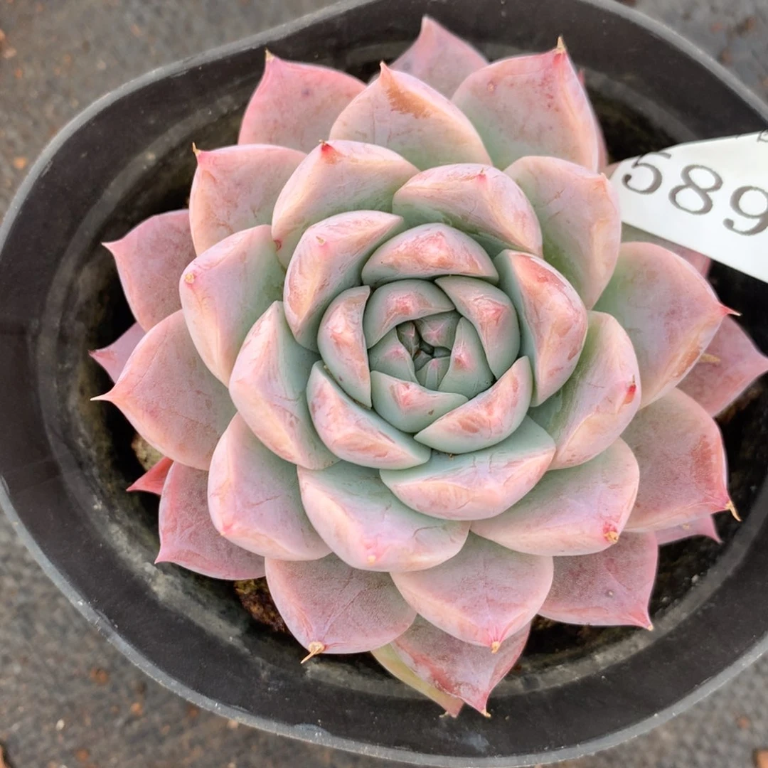 5898有叶伤杂交多肉老桩