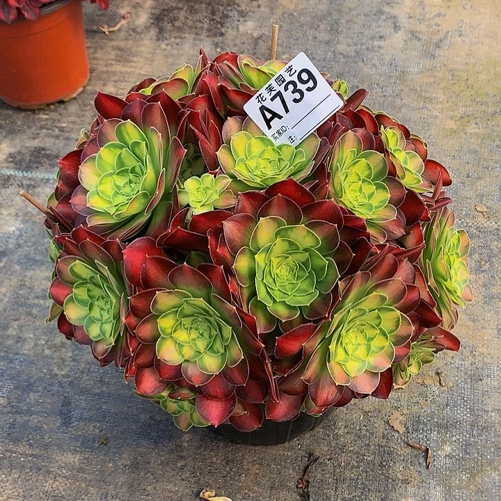 739多肉法师傻瓜