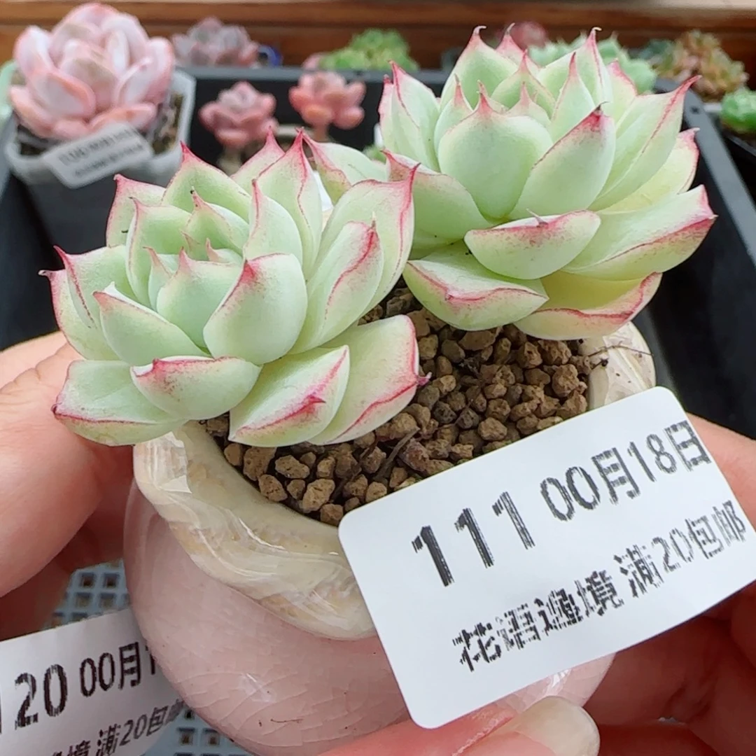 花语逸镜0018-111女王带盆土