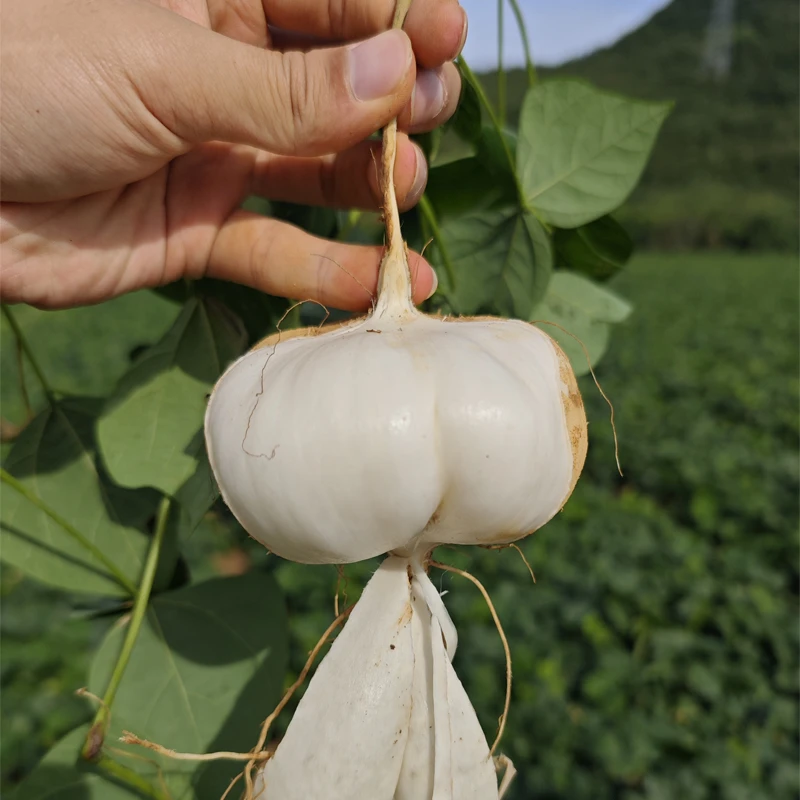 贵州新鲜凉薯地萝卜沙葛白地瓜蔬菜水果清甜多汁现挖现发5斤包邮