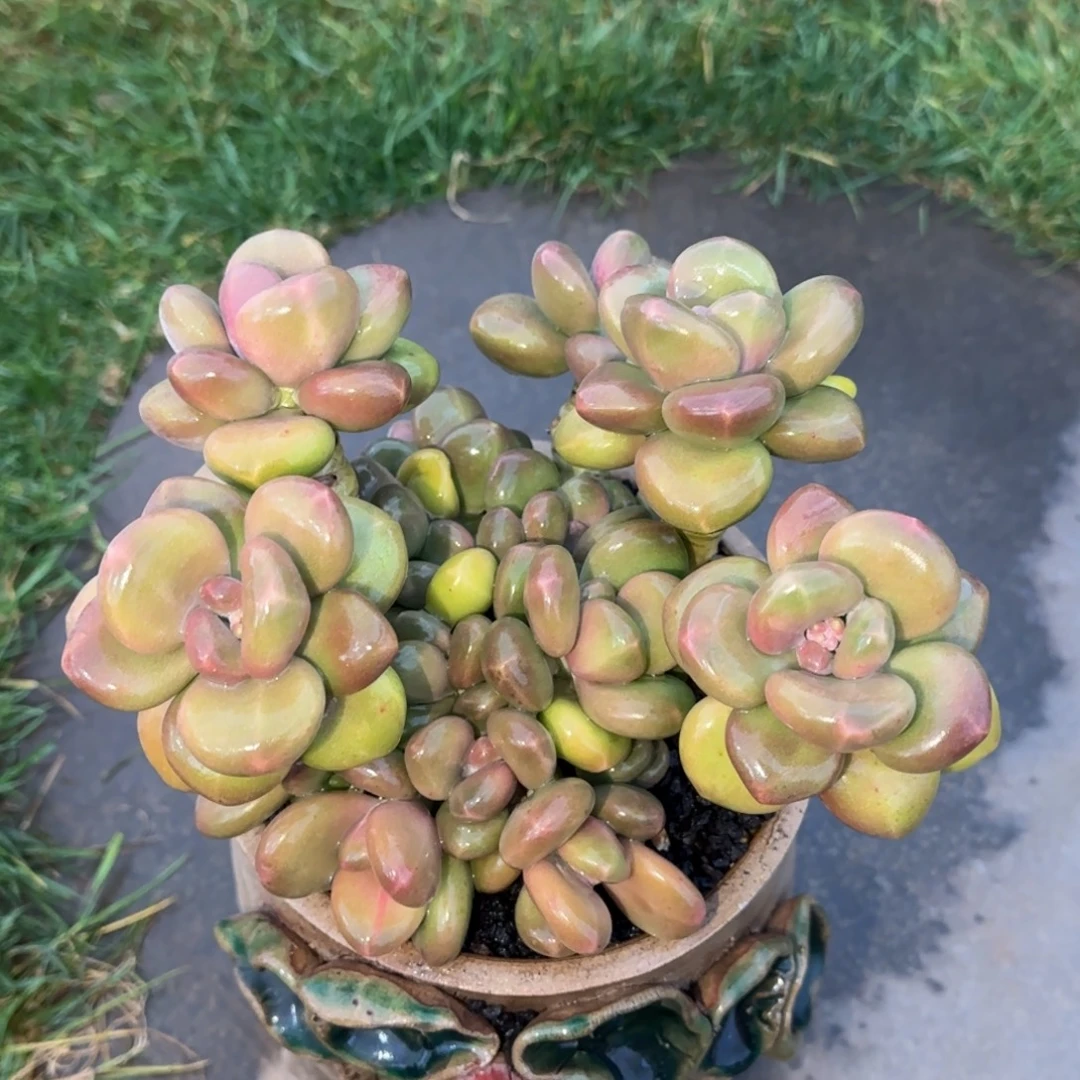 木***心多肉植物多肉植物