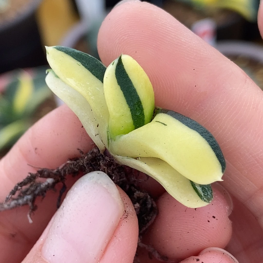 38卧牛实生锦带盆发货