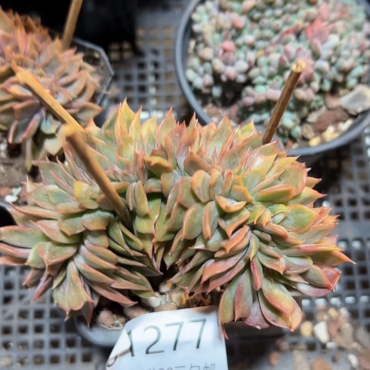 幸运的是我还没遇到过