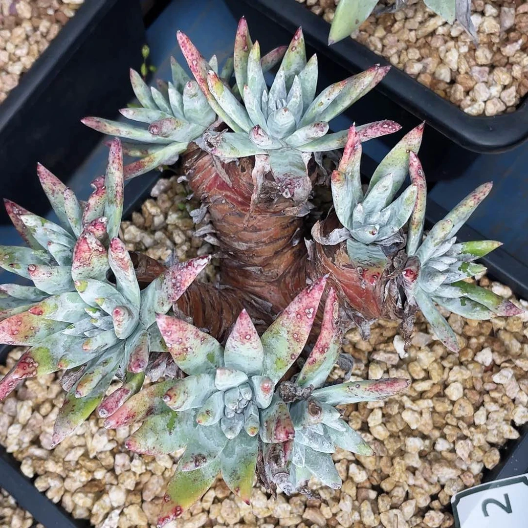 仙女杯多头老桩2452