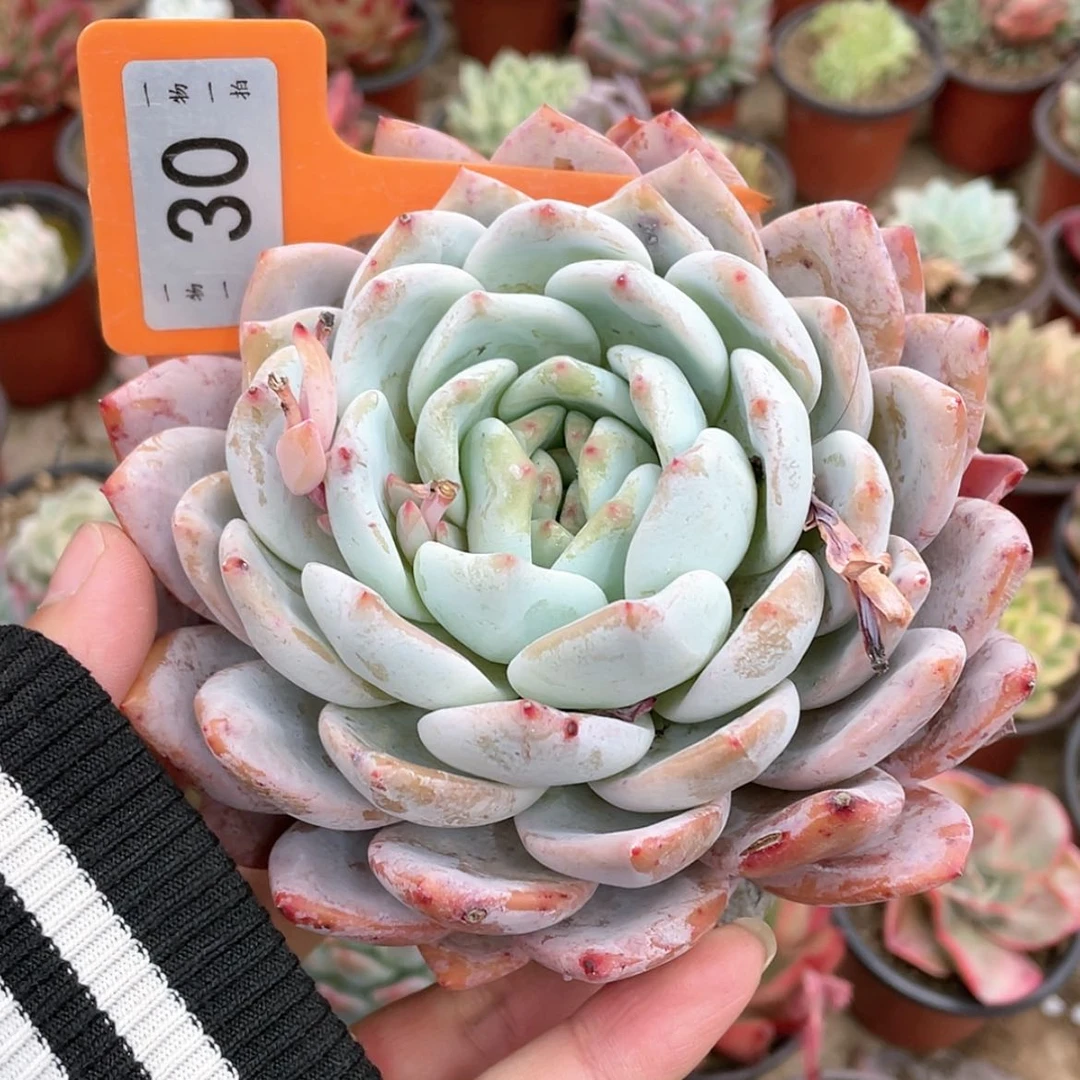 【闪购商品】锋**月30号的