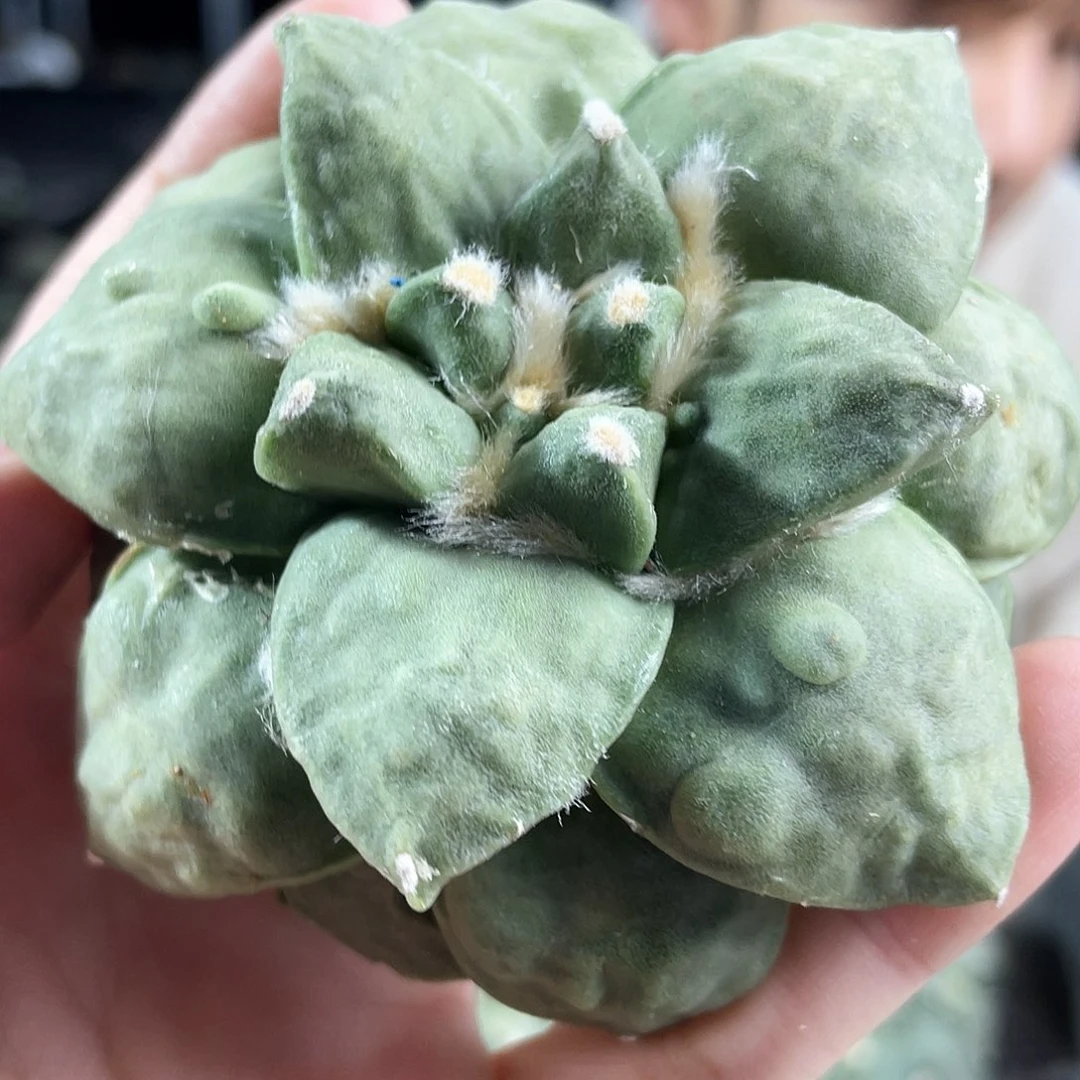 8cm自根丸尤青瓷牡丹