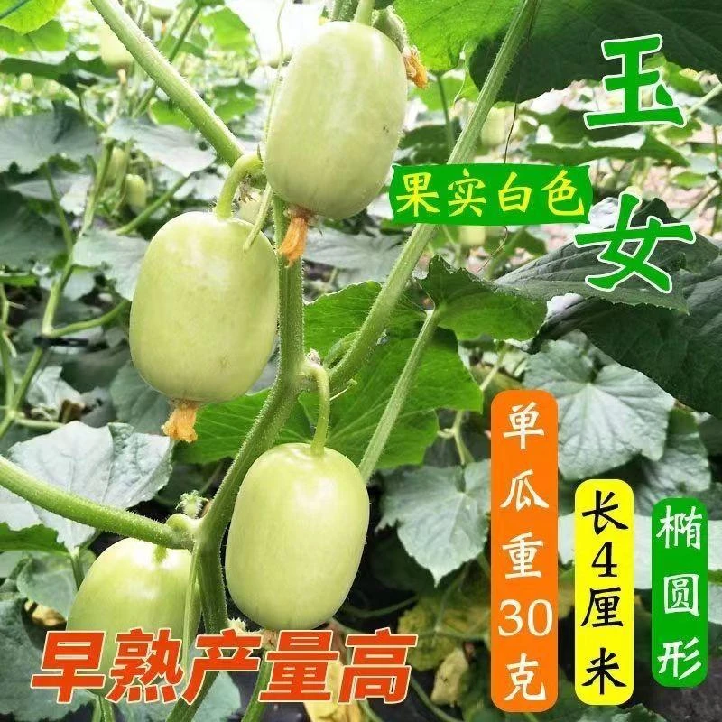 【全场满5包包邮】玉女水果黄瓜种子椭圆形脆甜