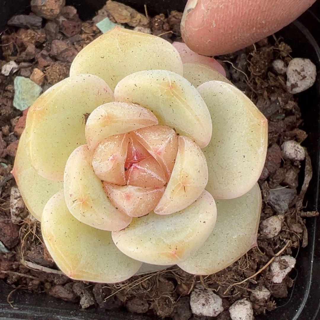 小卡拉米糖心一物一拍