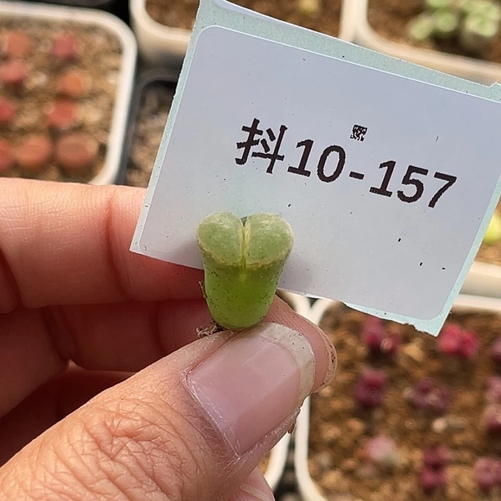 水*冻10-157肉锥多肉植物