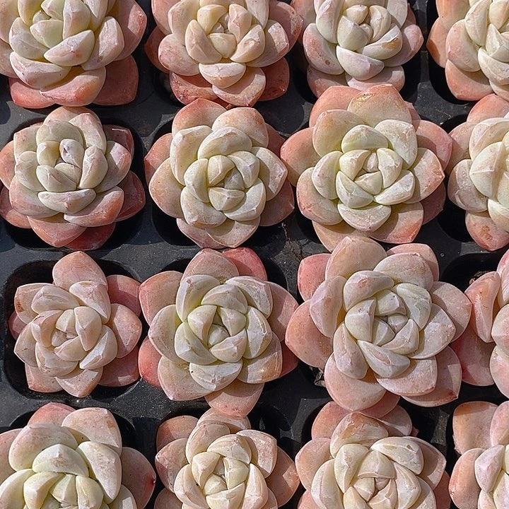 40-41 多肉植物盆栽花卉植物