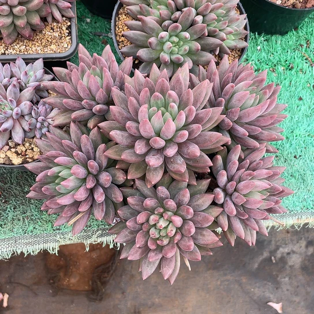 6头大群红蜻蜓多肉