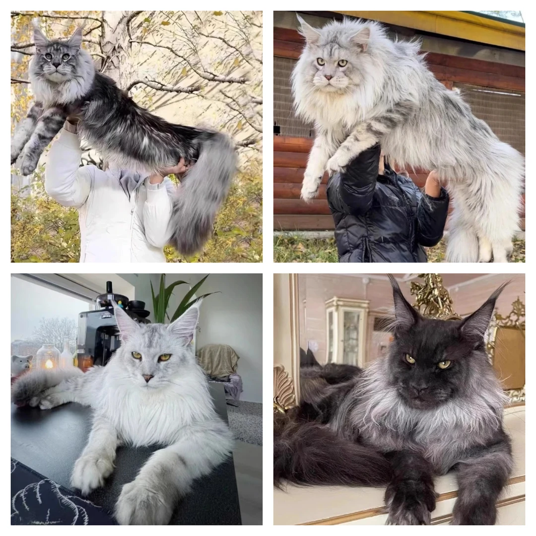 【猫狗故事名宠丨缅因猫】霸气纯种缅因幼猫活体猫咪温柔的巨人