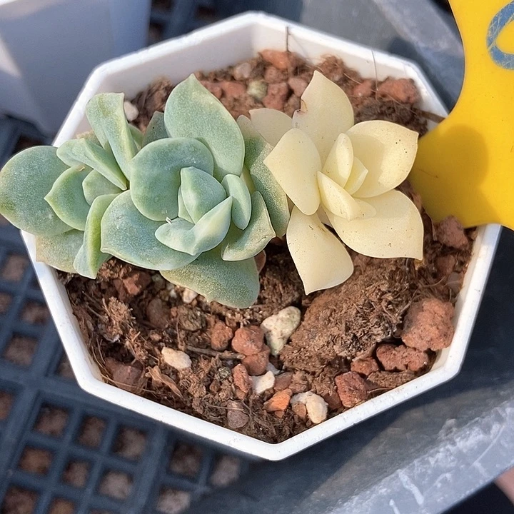 多肉植物可爱玫瑰锦635