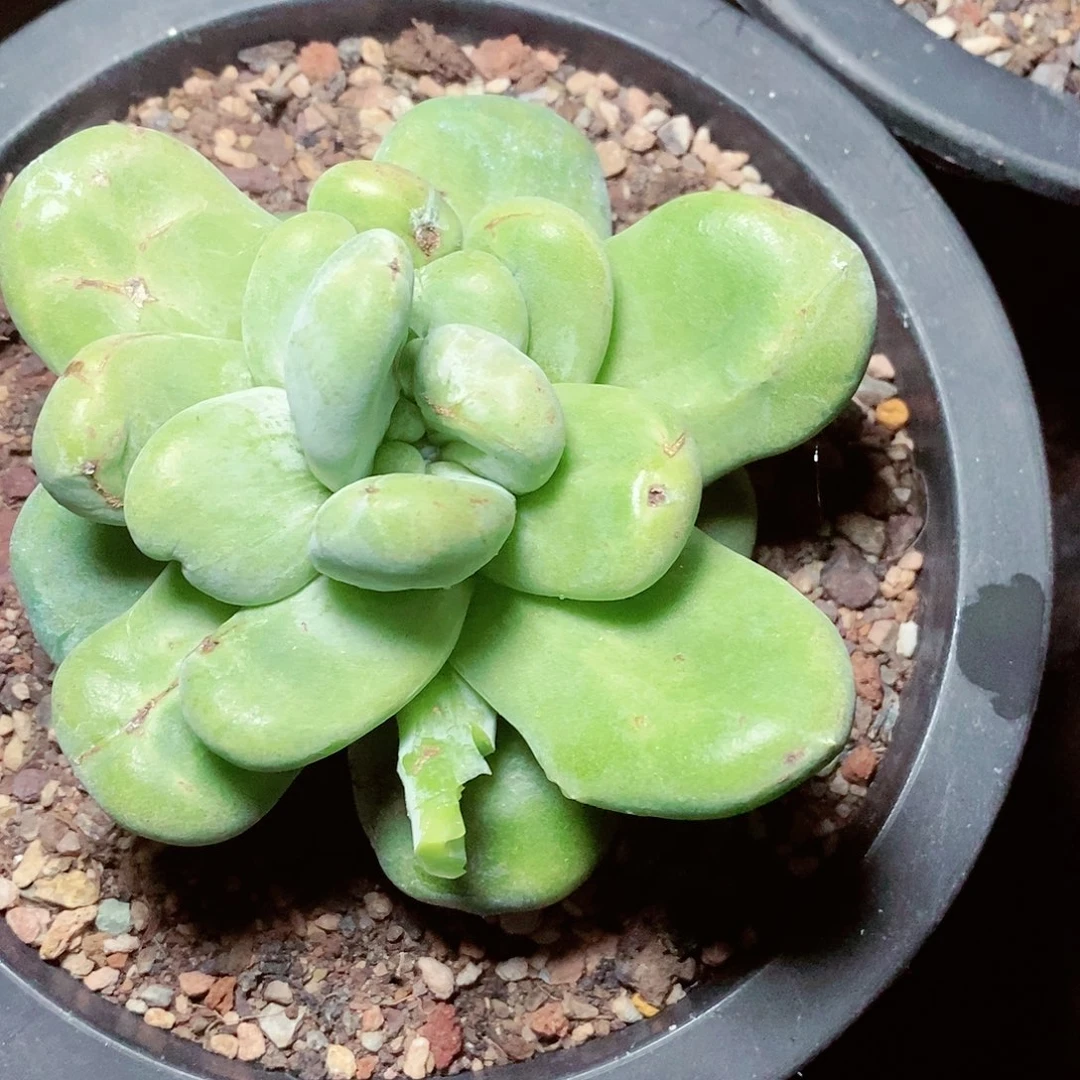 【闪购商品】笨*哈哈哈哈拇指绿拇指1551