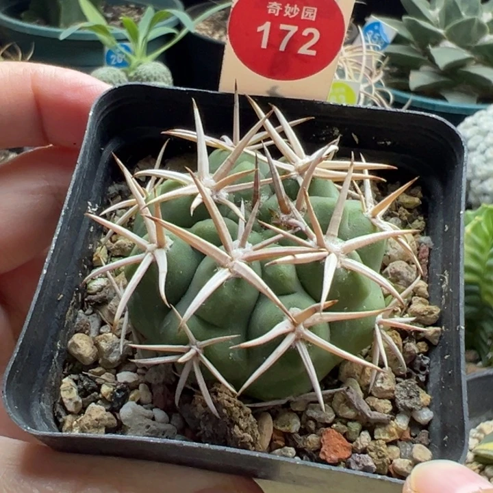实生短豪刺碧岩玉4.7cm