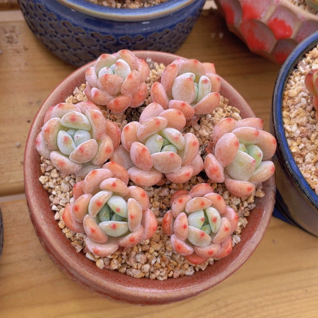 丸叶冷香单头组合7个