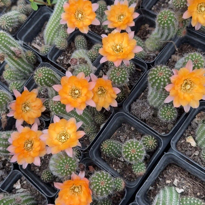 白檀仙人掌767带跟带仔