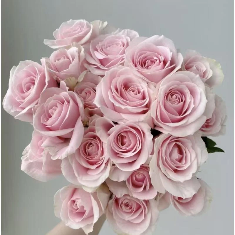 粉雪山单头玫瑰云南基地直发顺丰包邮