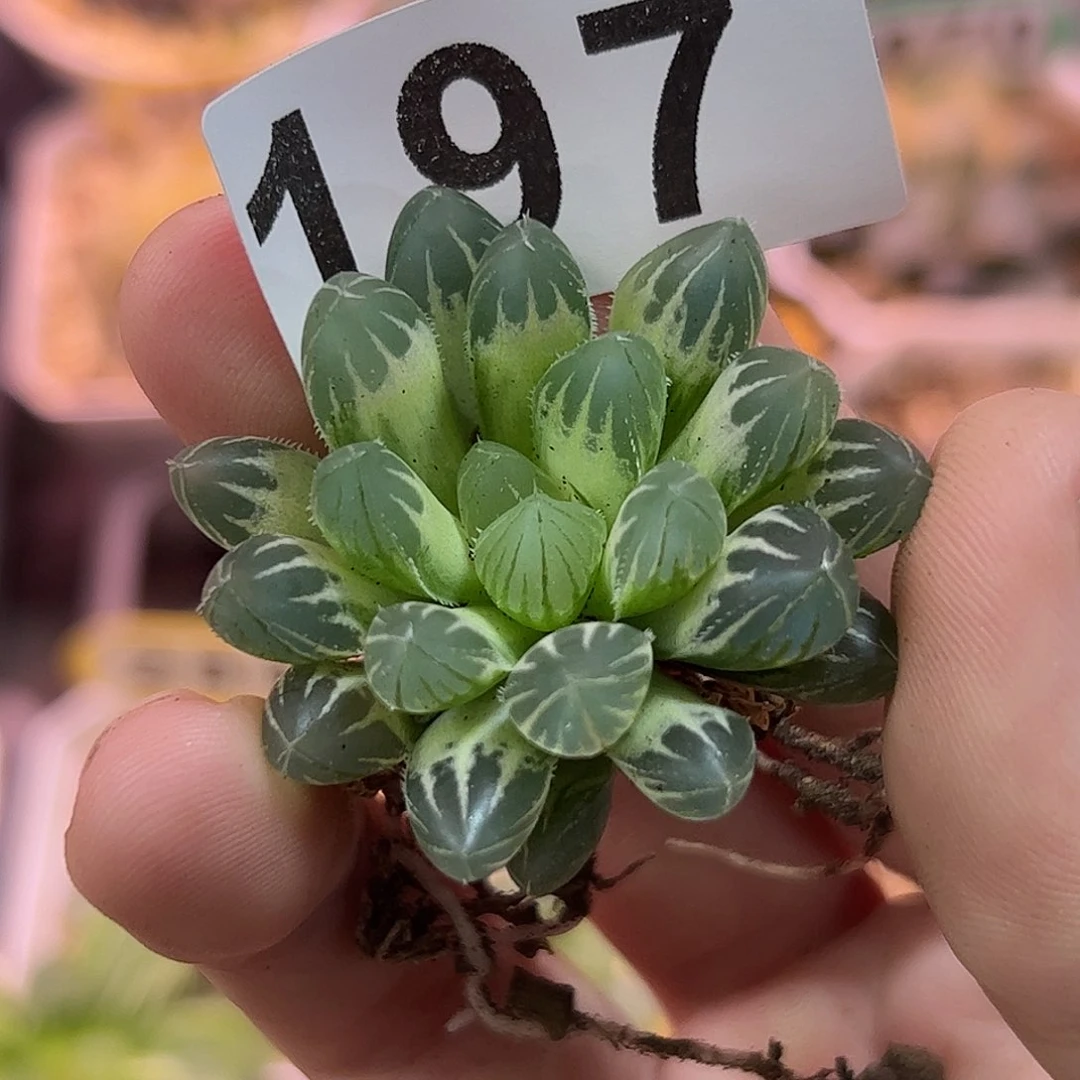 红红火火恍恍惚惚