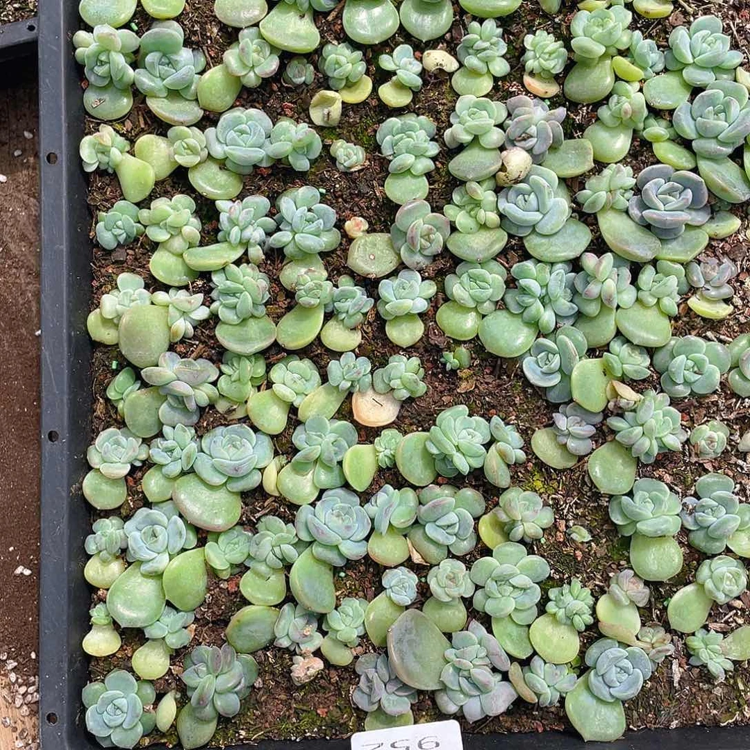 温***C多肉植物多肉植物952
