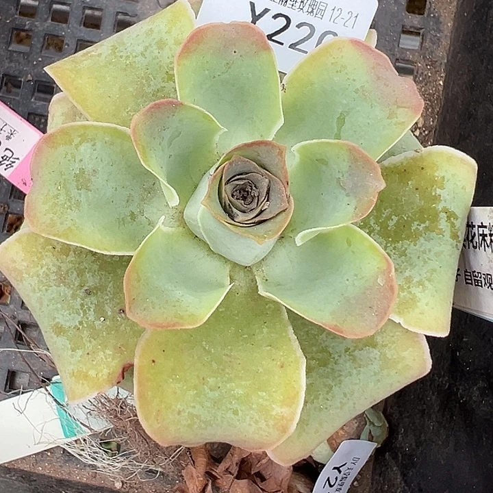 ****来杨220 不知名捡漏