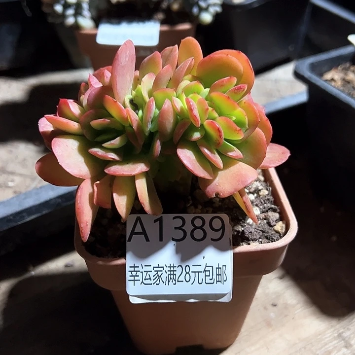 幸运的是我的朋友们